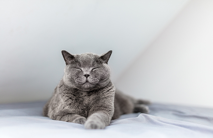 "A Great Surprise": Scientists Stunned After Discovering How Cats Purr "A Great Surprise": Scientists Stunned After Discovering How Cats Purr