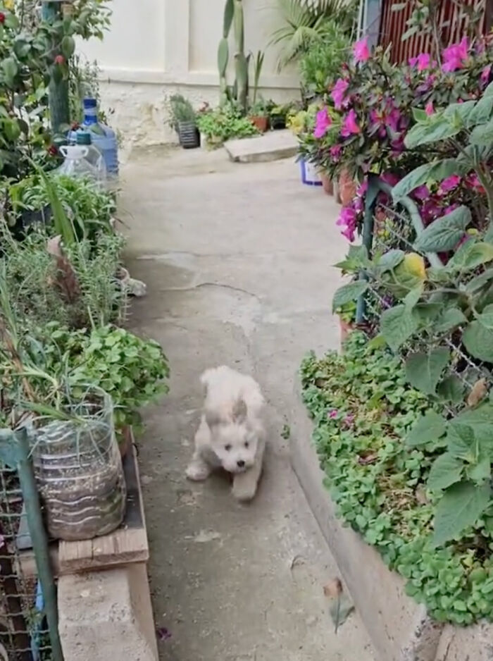 Granddaughter Gives Her 96 Y.O. Grandpa A Puppy, Sees His Remarkable Transformation Granddaughter Gives Her 96 Y.O. Grandpa A Puppy, Sees His Remarkable Transformation