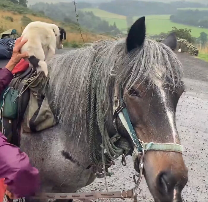 82 Y.O. Hiker Just Returned From Epic 600-Mile Horseback Journey With Her 10 Y.O. Dog In Tow 82 Y.O. Hiker Just Returned From Epic 600-Mile Horseback Journey With Her 10 Y.O. Dog In Tow