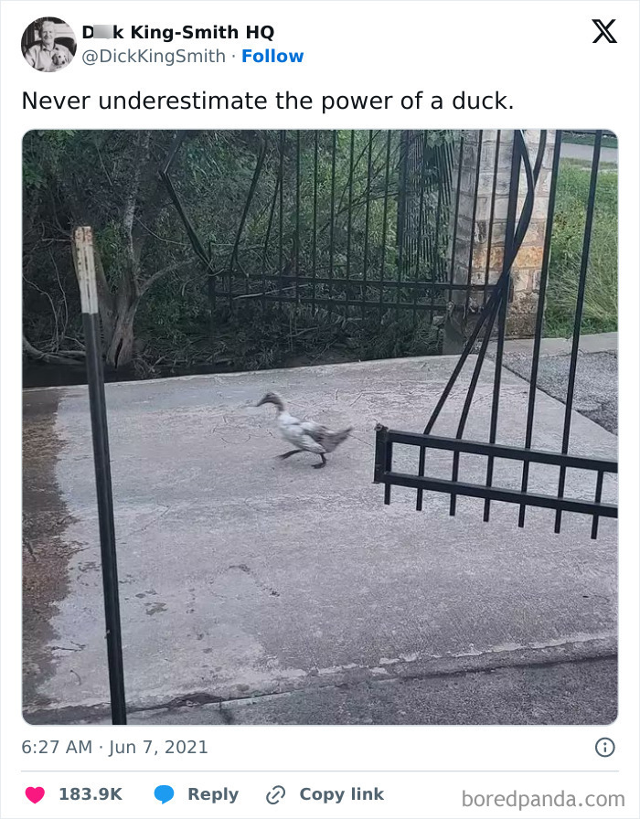 Ducky The Gate Killer There’s No Gate He Can’t Get Through