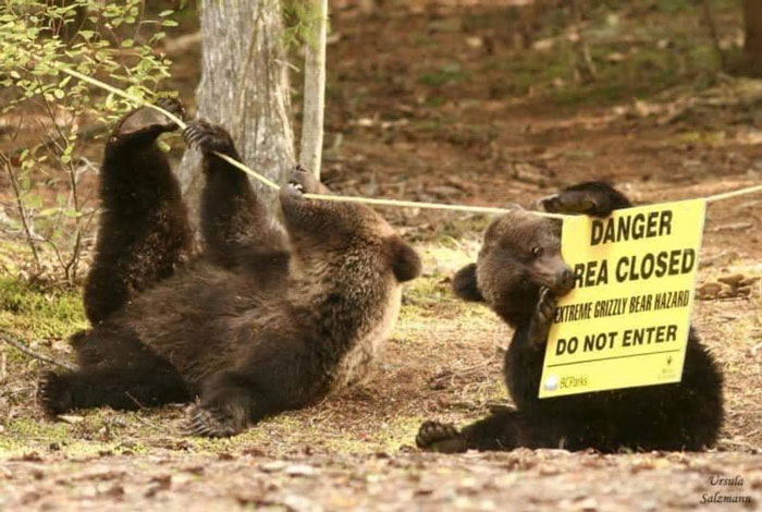 Peligro, area cerrada. Riesgo extremo por osos grizzly. No entrar