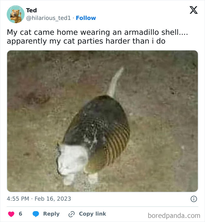 Armoured Cat, Can Be Encountered At Party Events, Devourer Of Armadillos