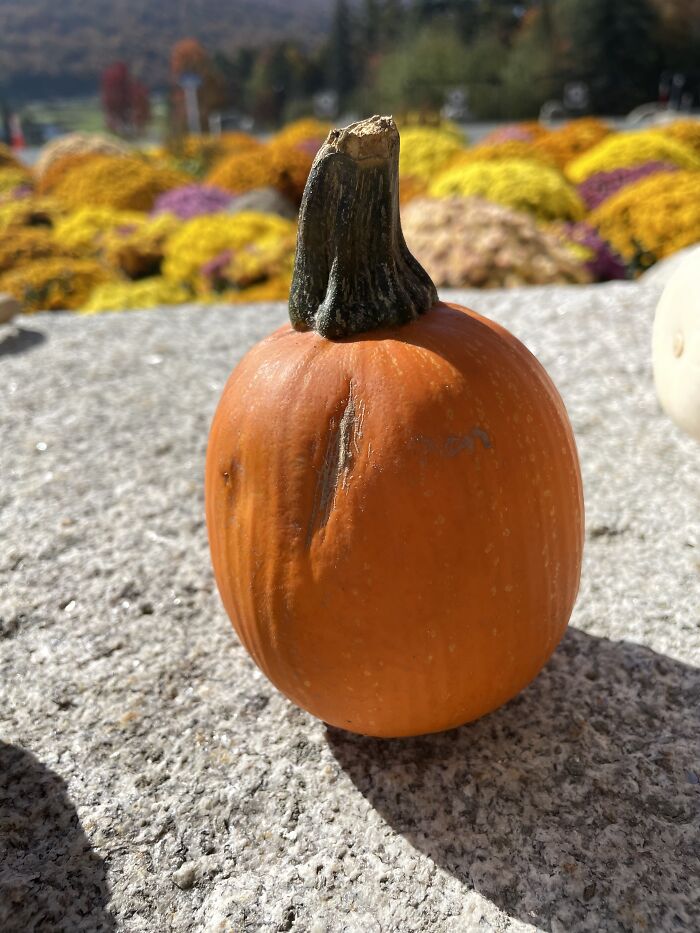 Pumpkins Got Set Out In New Hampshire!