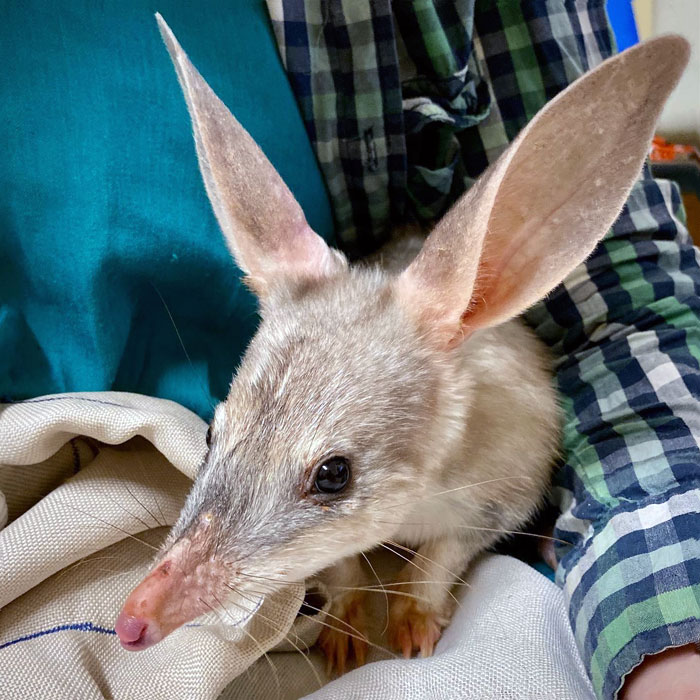 Some Bilbies Will Sit Quietly While You Do A Health Check, And Others Will Pose For The Camera.