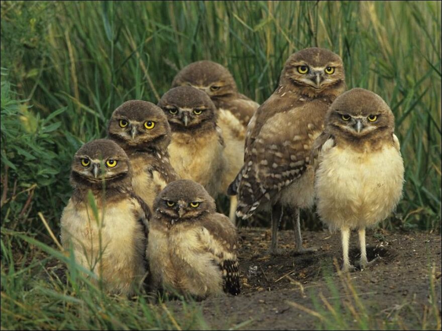 I Collect Pictures Of Funny Owls And These Are My Favorites