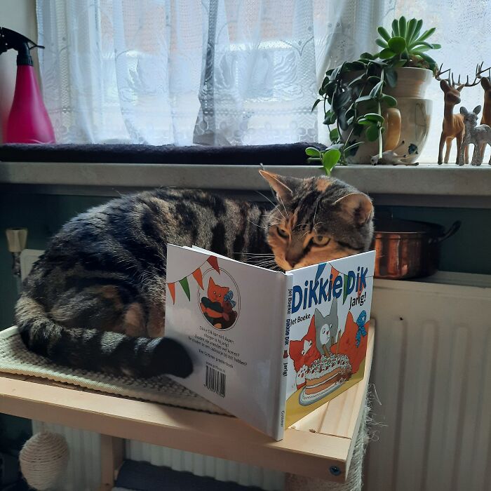 My Sisters' Cat Kedi, Reading A Book About A Famous Dutch Book-Cat