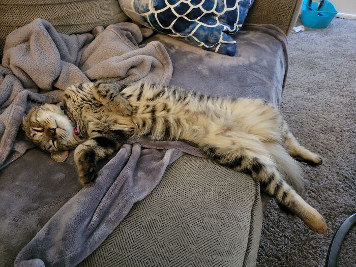 I Thought He Was Broken, But He Was Just Really Comfortable