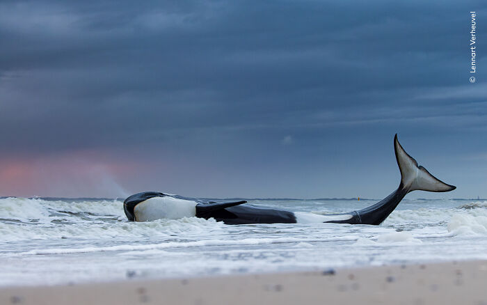 Last Gasp By Lennart Verheuvel, The Netherlands, Winner, Oceans: The Bigger Picture