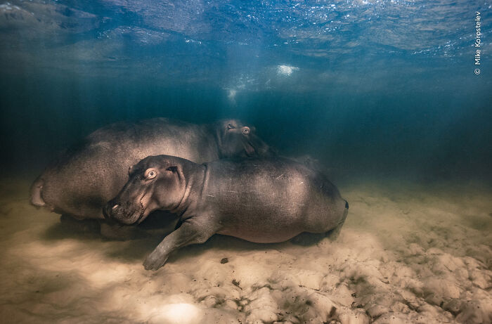 Hippo Nursery By Mike Korostelev, Russia, Winner, Underwater