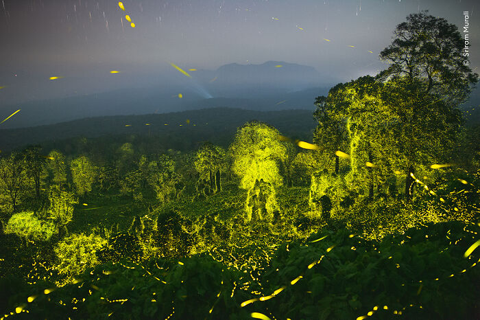 Lights Fantastic By Sriram Murali, India, Winner, Behaviour: Invertebrates