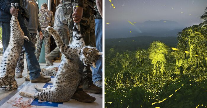 Here Are The 15 Winning Images Of The Wildlife Photographer Of The Year ...