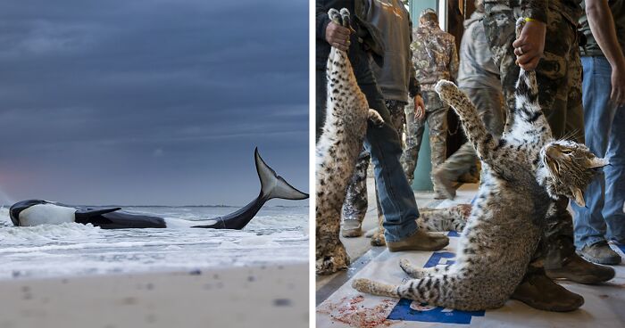 15 Winning Photographs Of This Year’s Photographer Of The Year Competition15 Winning Photographs Of This Year’s Photographer Of The Year Competition