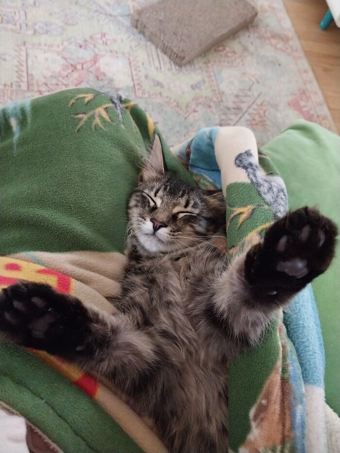 There's A Chill In The Air, Put Your Paws In The Air