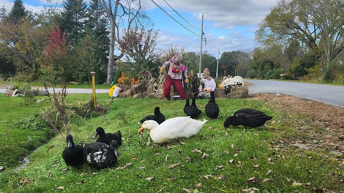 I Captured Our Festive Neighbor's Decorations For Halloween