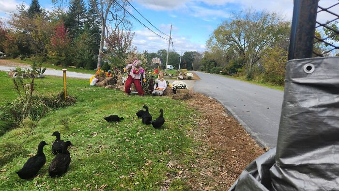 I Captured Our Festive Neighbor's Decorations For Halloween