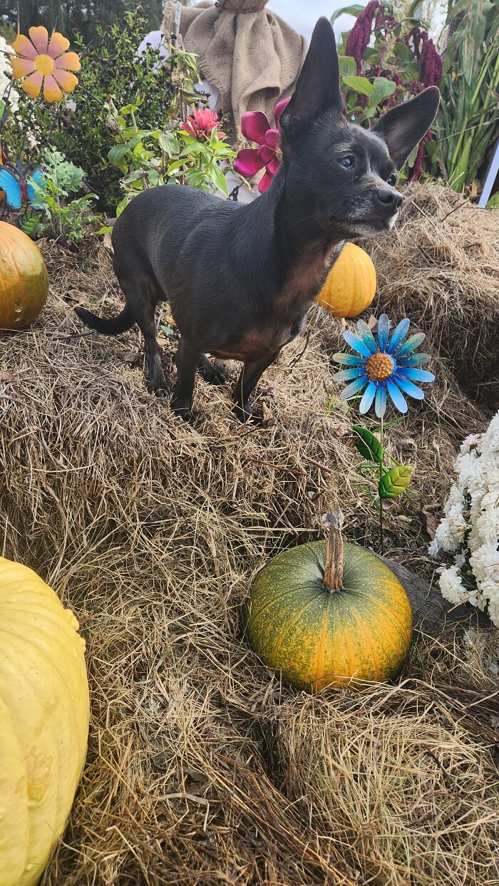 I Captured Our Festive Neighbor's Decorations For Halloween I Captured Our Festive Neighbor's Decorations For Halloween