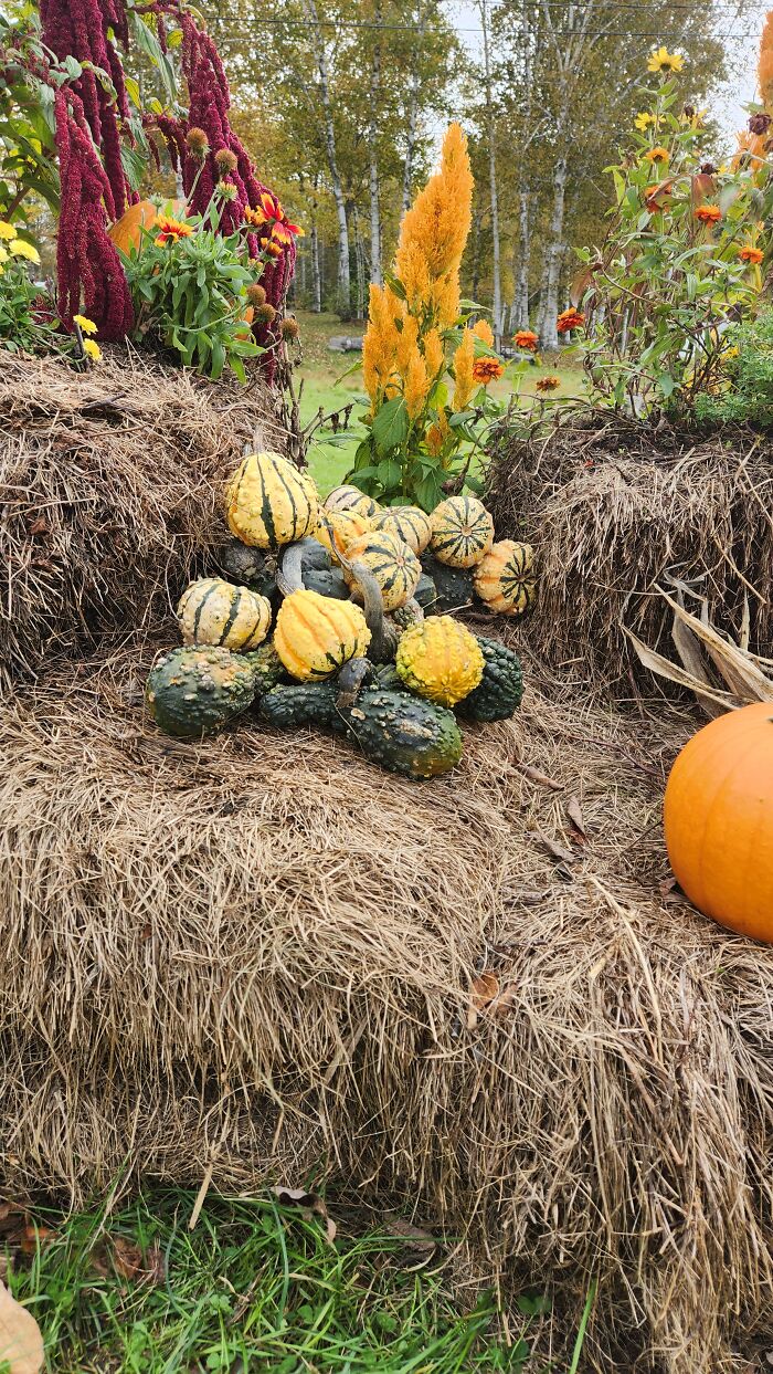 I Captured Our Festive Neighbor's Decorations For Halloween I Captured Our Festive Neighbor's Decorations For Halloween