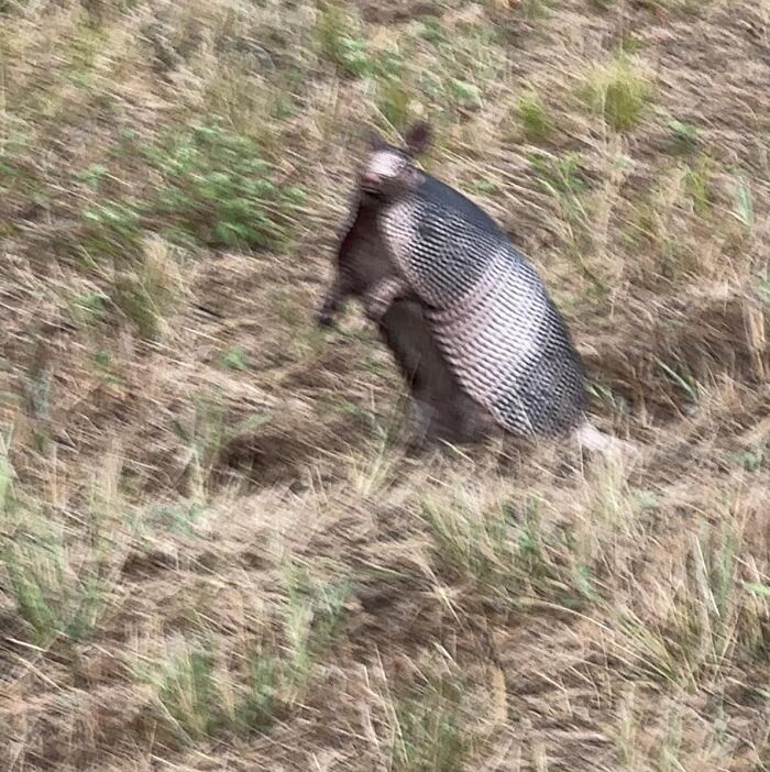 I Saw An Armadillo For The First Time Today And He Looks Like He’s Guiltyyyyy