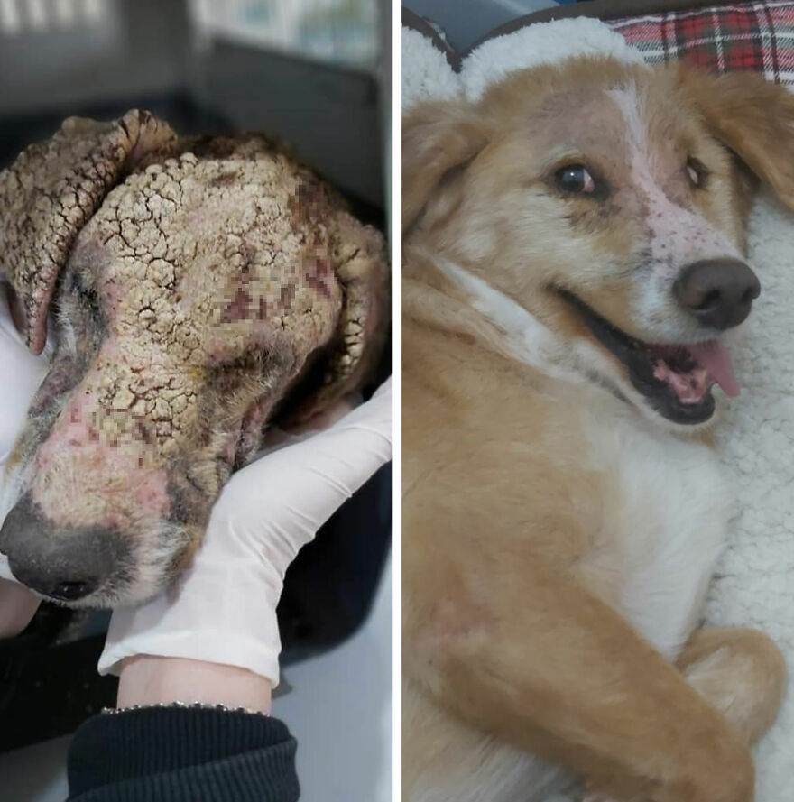 Rescued dog before and after photos