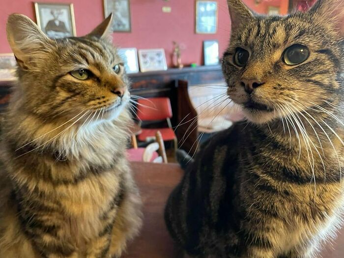 Man Opens A Pub, Starts Taking Stray Kitties In And Ends Up With Bristol’s First Cat Pub