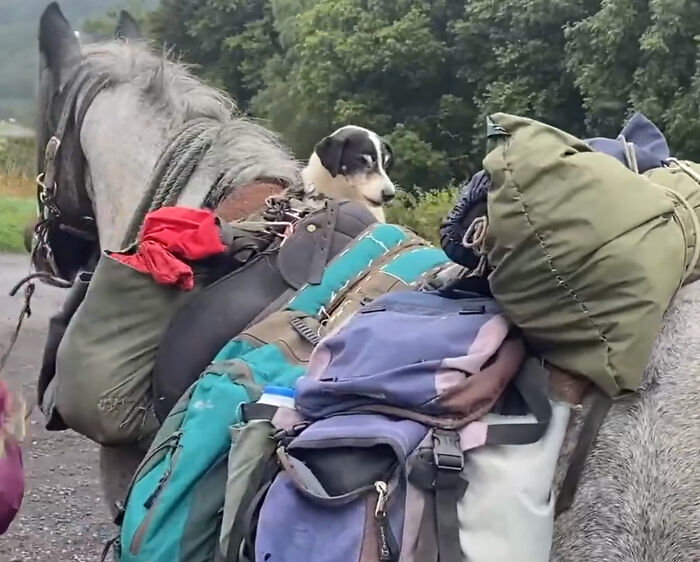 82 Y.O. Hiker Just Returned From Epic 600-Mile Horseback Journey With Her 10 Y.O. Dog In Tow 82 Y.O. Hiker Just Returned From Epic 600-Mile Horseback Journey With Her 10 Y.O. Dog In Tow