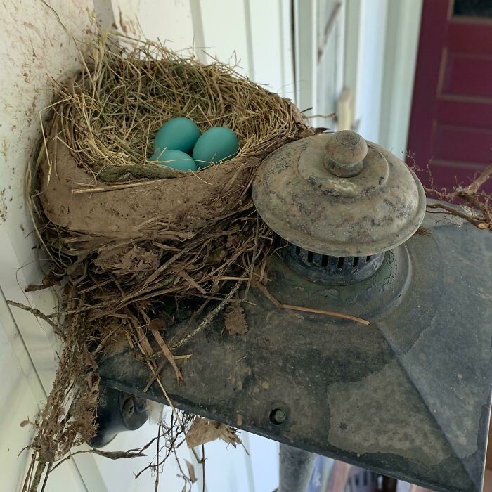 We Were Going To Have A New Robin Family - Until Our Neighbor Poisoned His Lawn And The Parent Robins Ate From It And Died