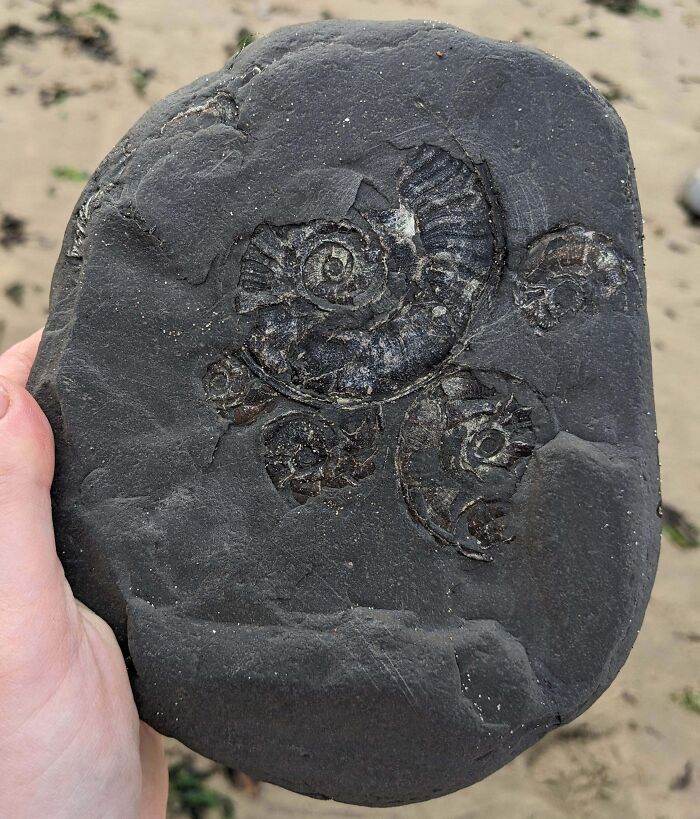 Found This Fossil At The Beach In Northern England