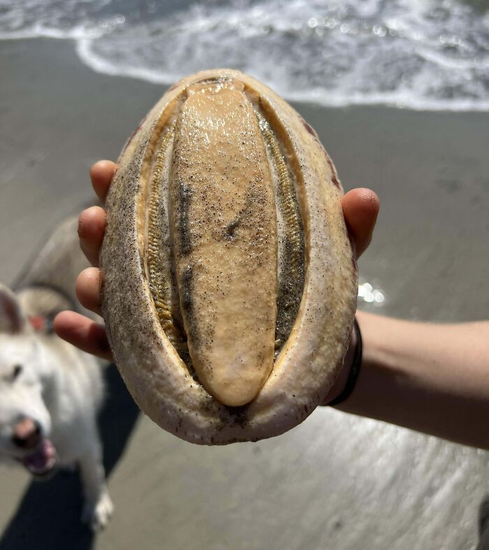 Found This Gumboot Chiton At A Big Sur Beach, California 