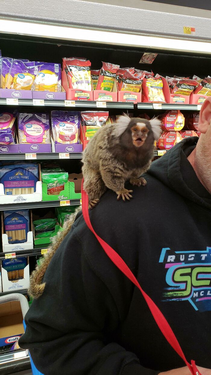 What's The Most Interesting Thing You've Seen In A Walmart? Here's A Marmoset