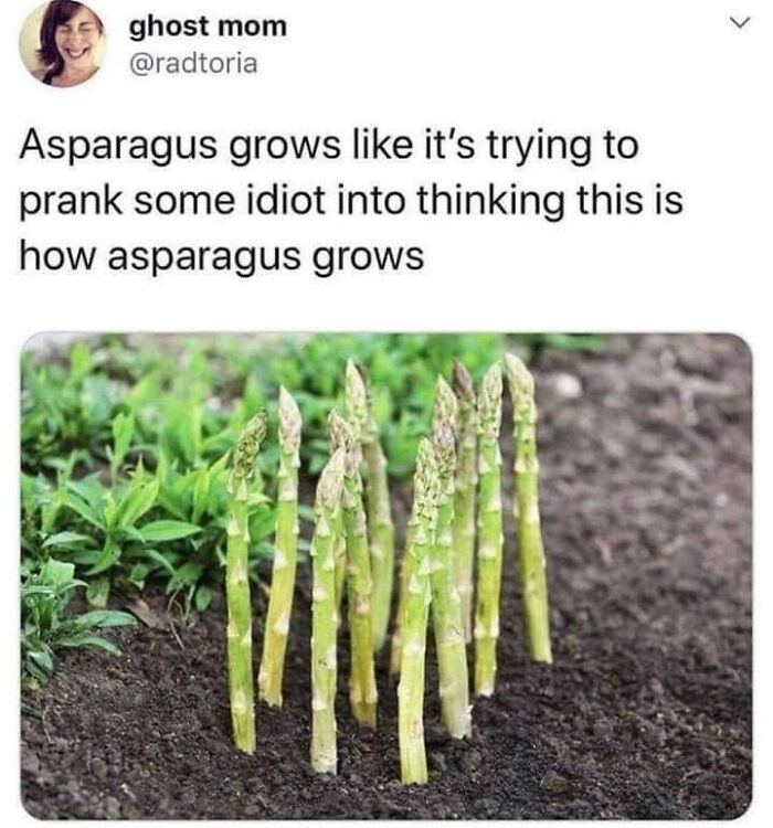 Unsure If This Is Real, Or If Asparagus Is Trying To Prank Me Again, I've Been Burned Before