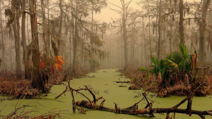 Pantano subtropical en Luisiana