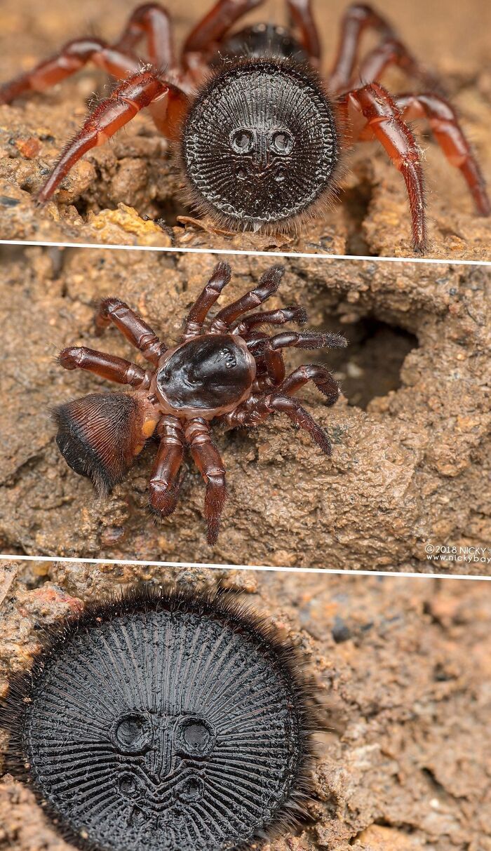 The Cork-Lid Trapdoor Spider. If You See What Looks Like An Ancient Coin Buried In Sand, Leave It Alone