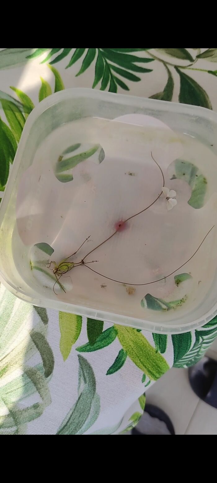 Found This In My Dog's Water. Assued That A Grasshopper Somehow Got Atuck In Some Weeds And Drowned. Yeah These Are No Weeds, I'm Uncertain What Exactly They Are But They Are Moving