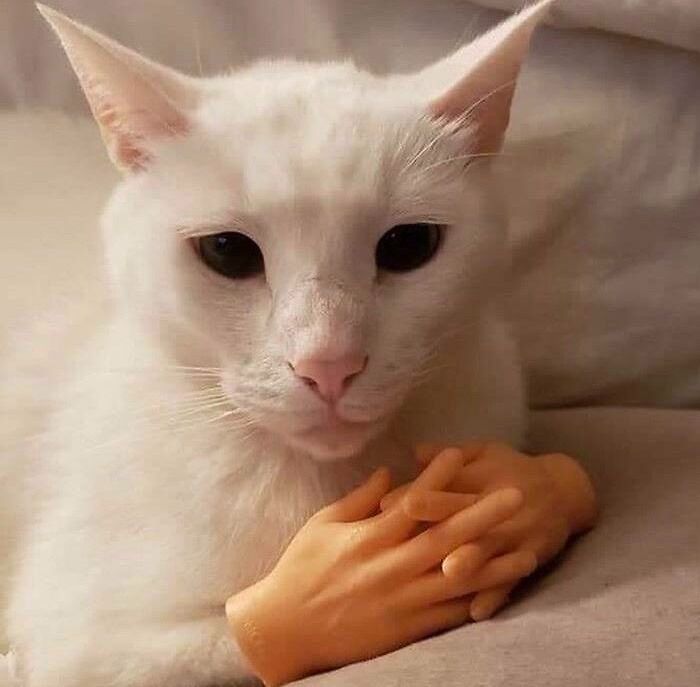 Cursed picture of cat with hands meme