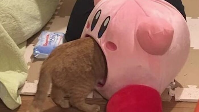 Kirby eats cat meme