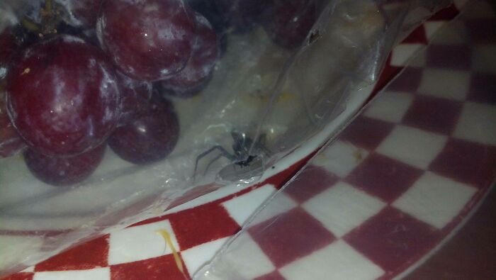 So, I Was Eating Grapes In The Dark And Noticed A Lot Of The Grapes Had A Web Like Substance On Them