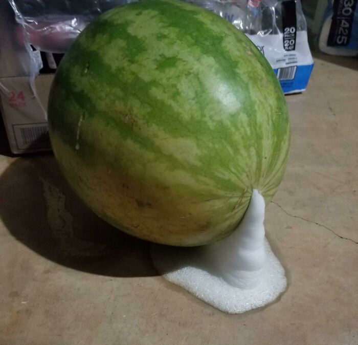 This Watermelon I Bought Started Foaming