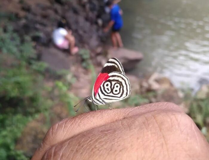 This Butterfly My Uncle Found Has The Number 88 On His Wings