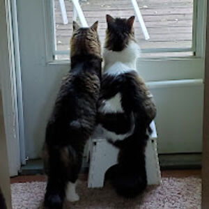 cherylmoore_1 avatar