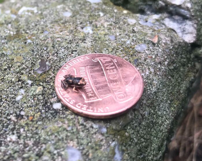 I Found A Very Small Frog