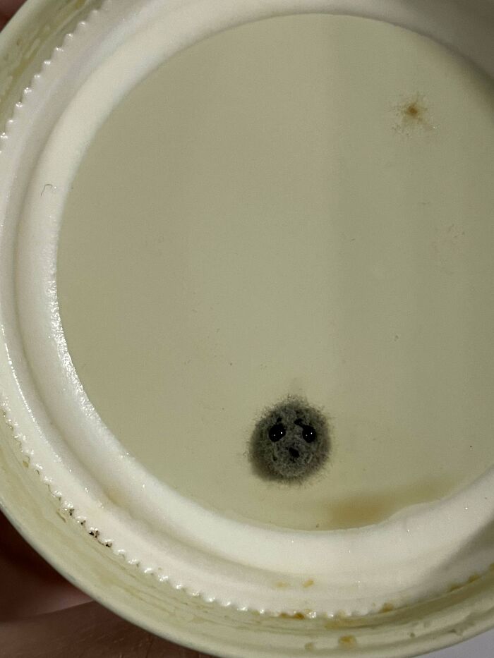 This Mold Looks Like A Baby Seal