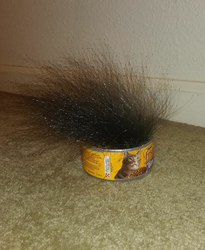 A Tin Of Cat Food Left Out Created Some Bizarre And Creepy Mold