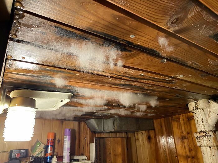 I Clean Up Mold For A Living, This Is Some Of The Worst I’ve Ever Seen