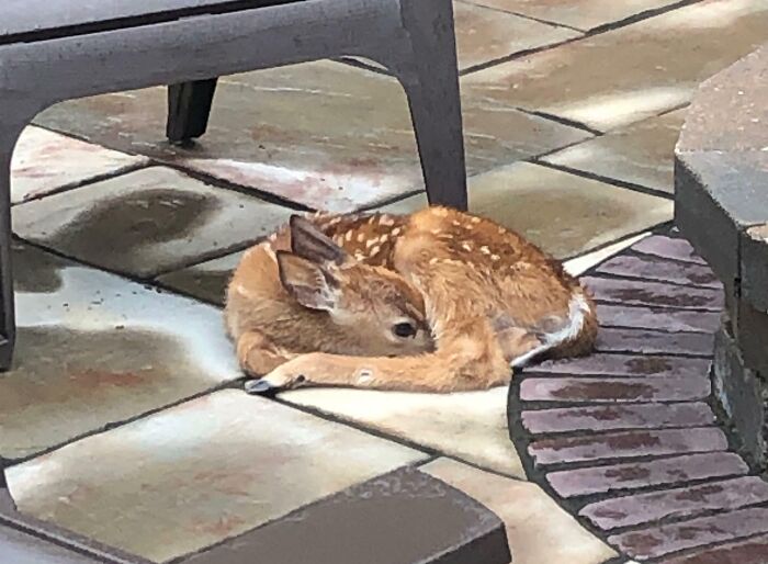 Friend Found A Fawn On Their Porch And Called The Department Of Natural Resources. They Said The Mom Left The Baby For Safety While She's Searching For Food. The Mom Returned After 5 Hours