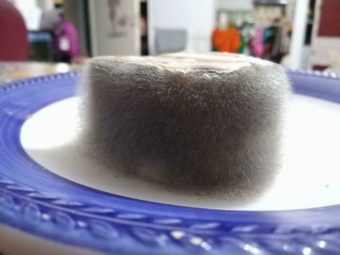 This Mold Growing On Some Spam