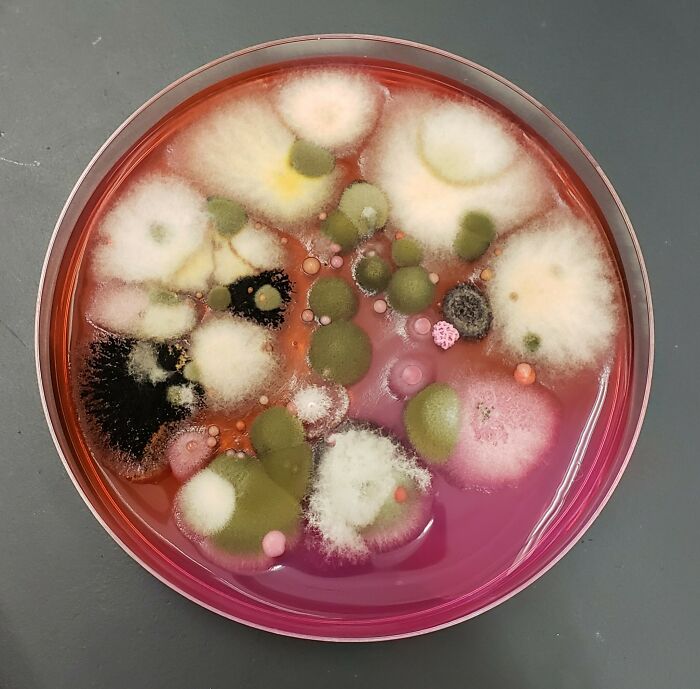 Swab Taken From The Bottom Of My Lab Partner's Shoe Grew This Masterpiece