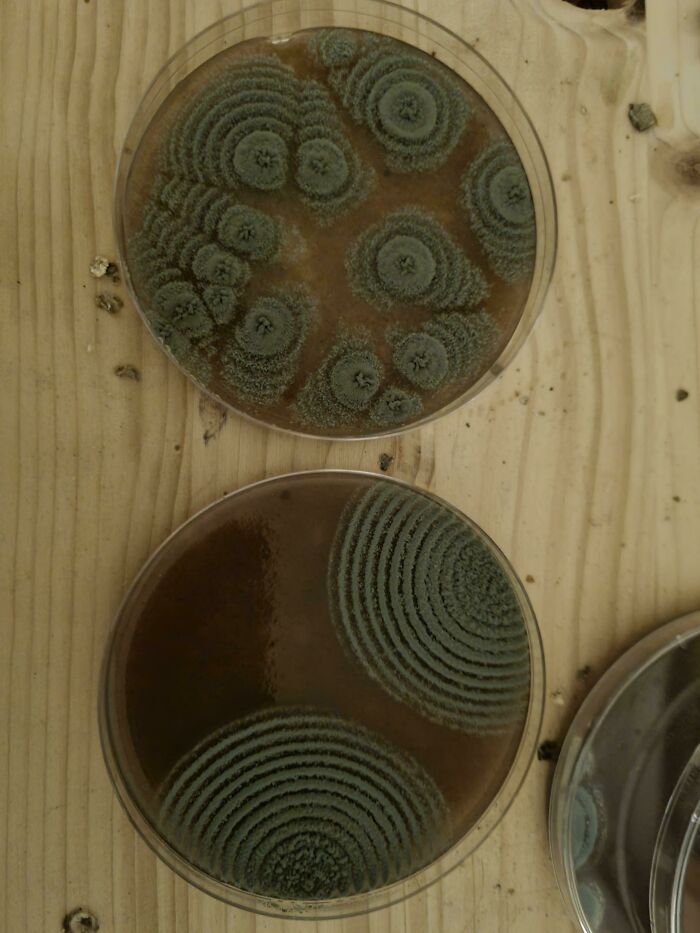 I Had Prepared A Few Agar Plates And Stored Them In A Poorly Sterilized Bag For A While. Now It Has Become Art