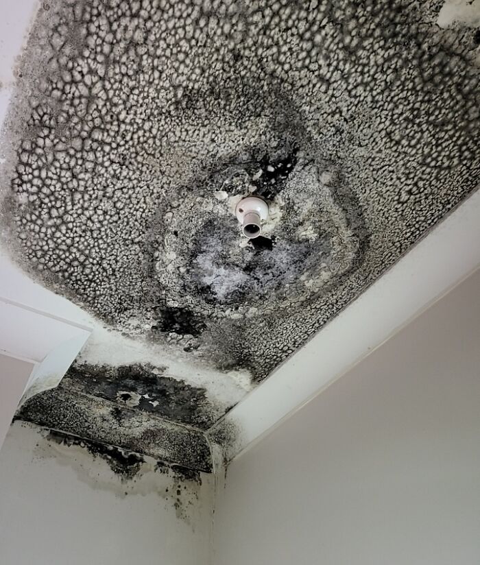 The Previous Tenant Never Mentioned To Their Landlord That The Toilet Upstairs Was Leaking For 3 Years