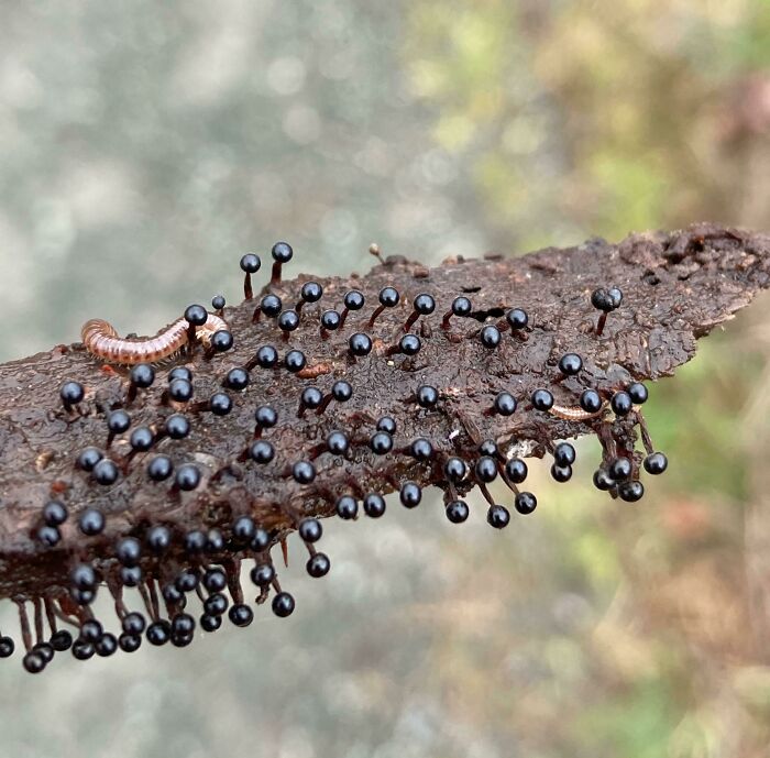 Friendly (?) Neighborhood Slime Mold