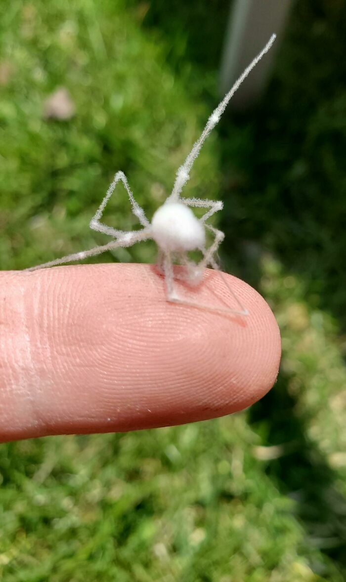 This Moldy Spider I Found While Cleaning My Shed